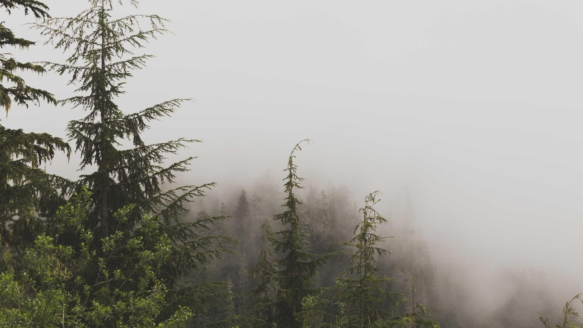 Zunn Sono interface screenshot
